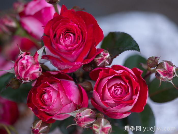 红缀银盘月季(图2) 红缀银盘月季(图2)