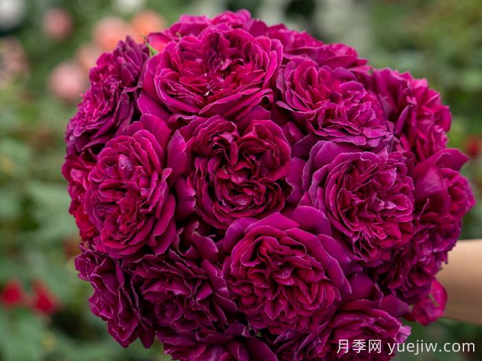 美杜莎之瞳月季(图2) 美杜莎之瞳月季(图2)