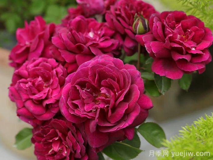 美杜莎之瞳月季(图1) 美杜莎之瞳月季(图1)