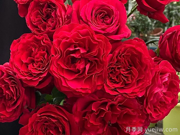 飞火月季(图3) 飞火月季(图3)