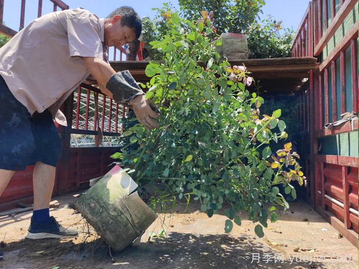 多年丛生月季苗/灌丛月季(图1)