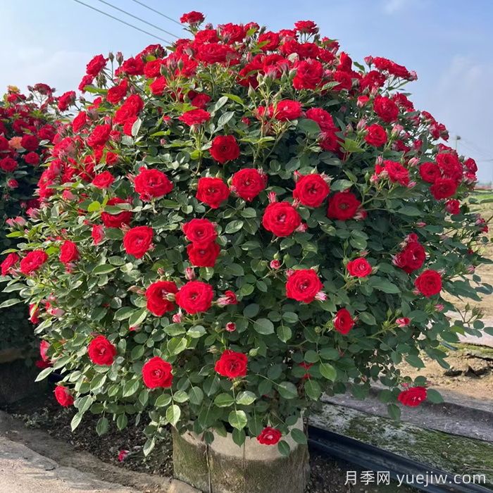 月季花球(图6)