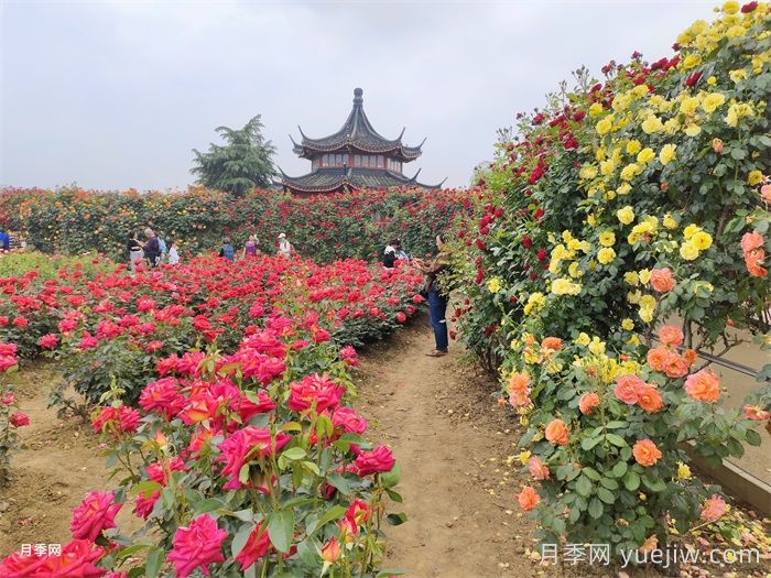 藤本月季百科(图4)