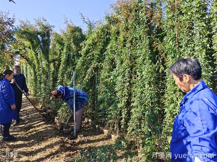 藤本月季百科(图6)