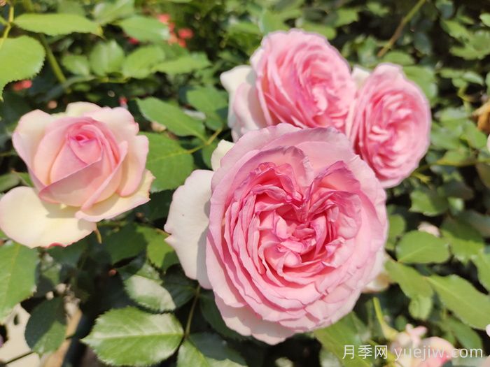 2米高藤本月季(图1)