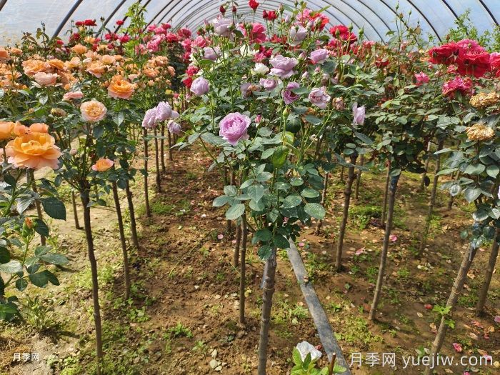 多色欧月树状月季/蔷薇杆棒棒糖月季(图1)