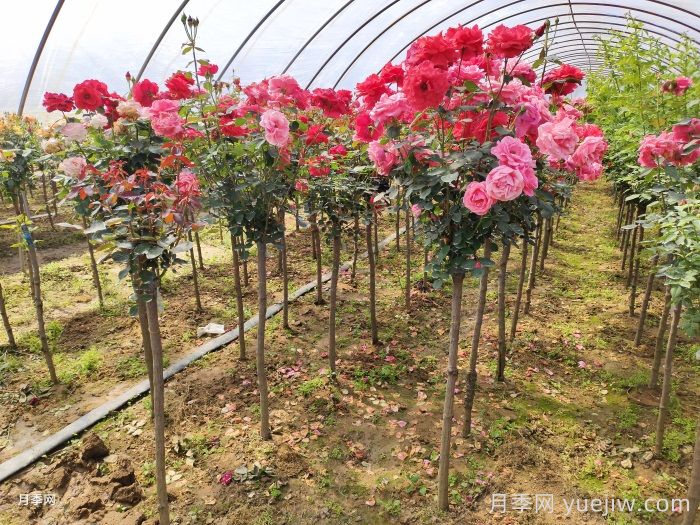 多色欧月树状月季/蔷薇杆棒棒糖月季(图2)