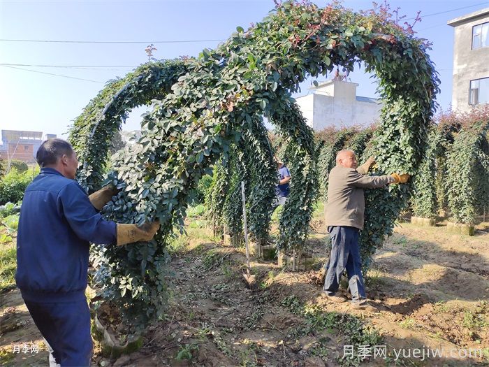 月季拱门(图4)