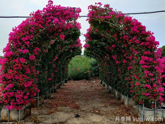 月季拱门(图1)