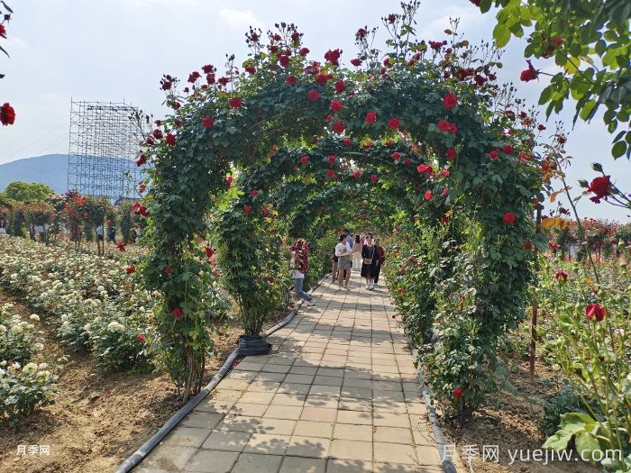 月季拱门(图8)