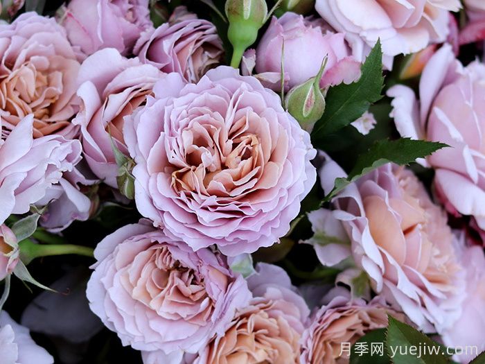 锁清秋月季(图2)