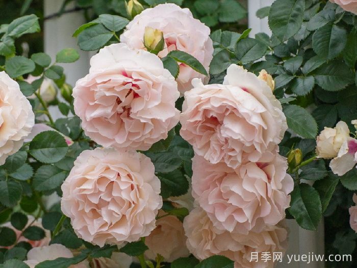 剪秋水月季(图4)