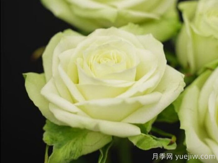 薄荷茶月季(图1) 薄荷茶月季(图1)