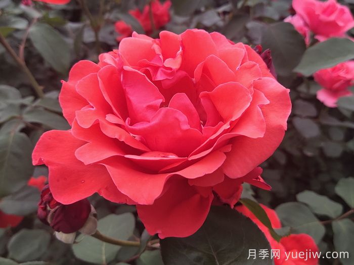 花比脸大月季系列，十个超大花的月季品种(图2)