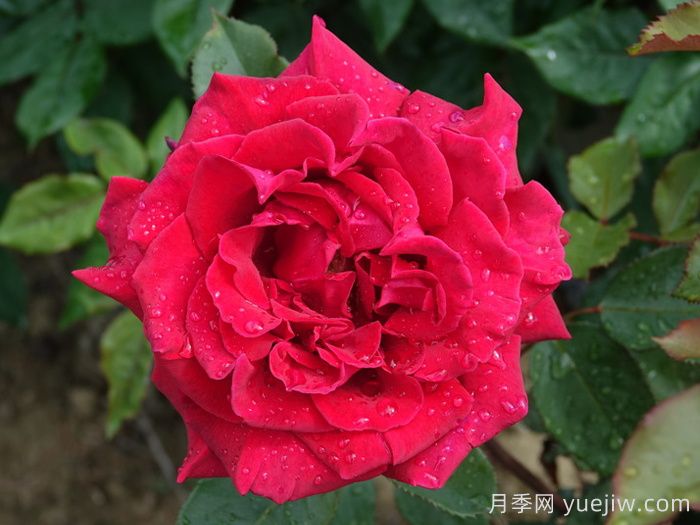天鹅绒香水月季/丝绒香水(图2) 天鹅绒香水月季/丝绒香水(图2)