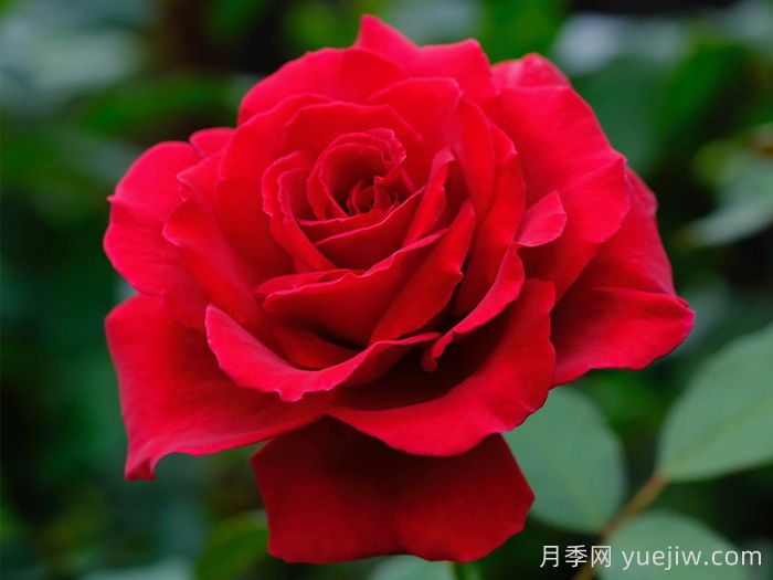 天鹅绒香水月季/丝绒香水(图1) 天鹅绒香水月季/丝绒香水(图1)