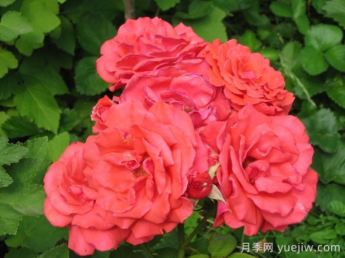 香云月季(图4)