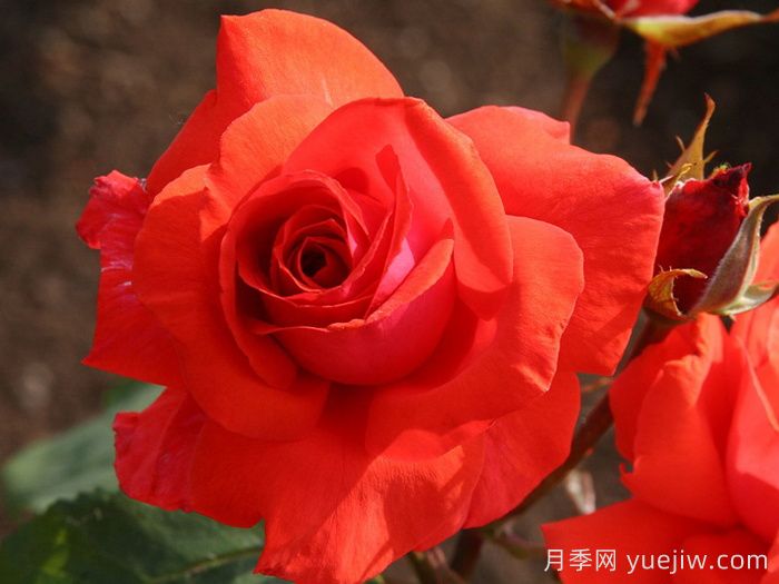 香云月季(图5)