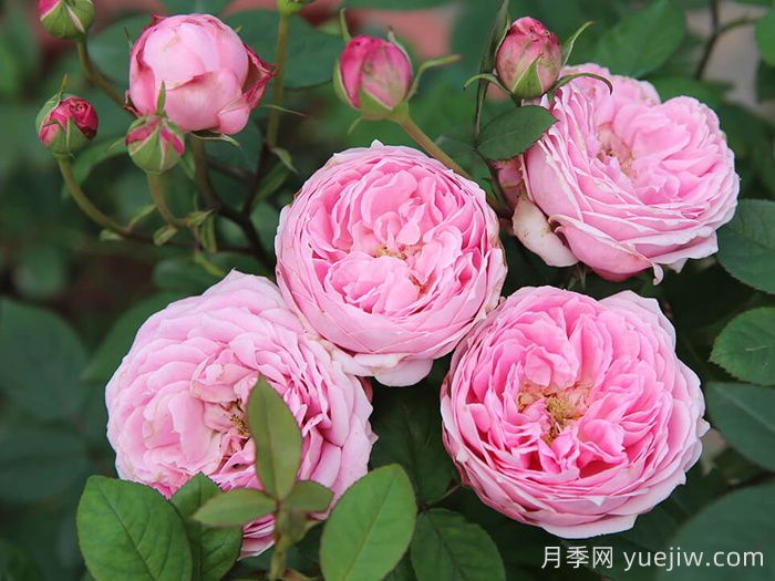 京月季/宫古月季(图1)