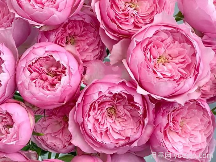 京月季/宫古月季(图2)