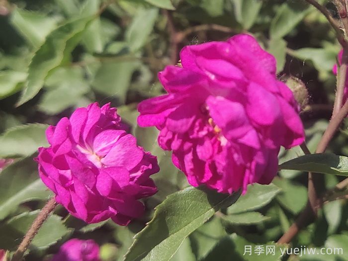 月季推荐,葡萄园之歌月季(图1) 月季推荐,葡萄园之歌月季(图1)