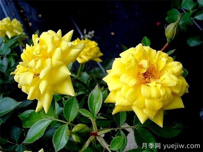 黄金珠宝月季(图2) 黄金珠宝月季(图2)