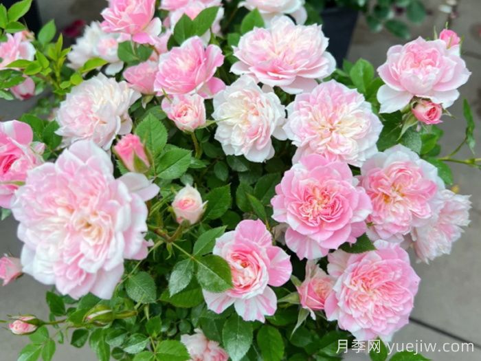 条纹月季推荐，幸福之门月季(图1)