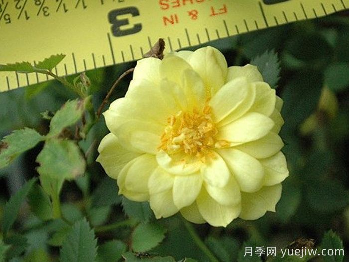 黄金姬月季/黄金雅/金币(图2) 黄金姬月季/黄金雅/金币(图2)