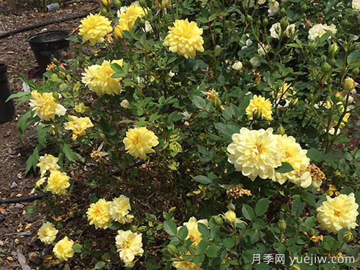 黄金姬月季/黄金雅/金币(图3) 黄金姬月季/黄金雅/金币(图3)