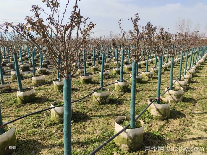 三月份南北方园林养护工作指南(图1)