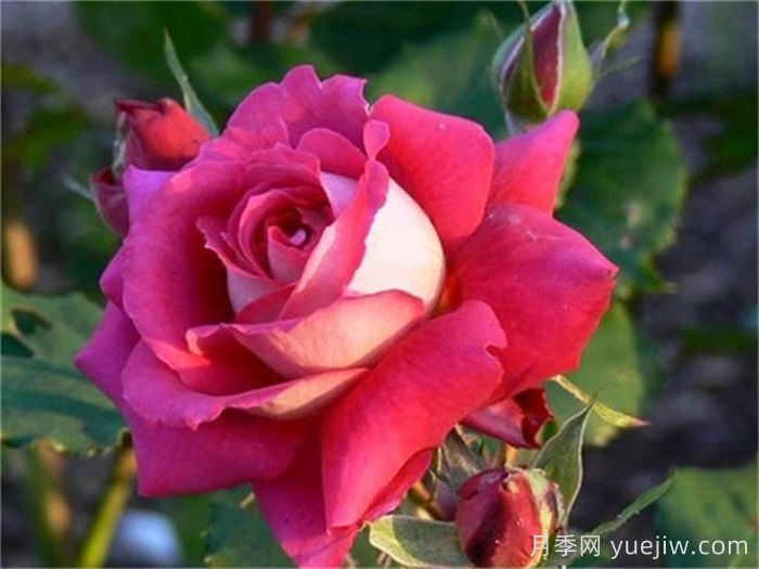 九大精品浓香月季品种,花香满屋(图2) 九大精品浓香月季品种,花香满屋(图2)