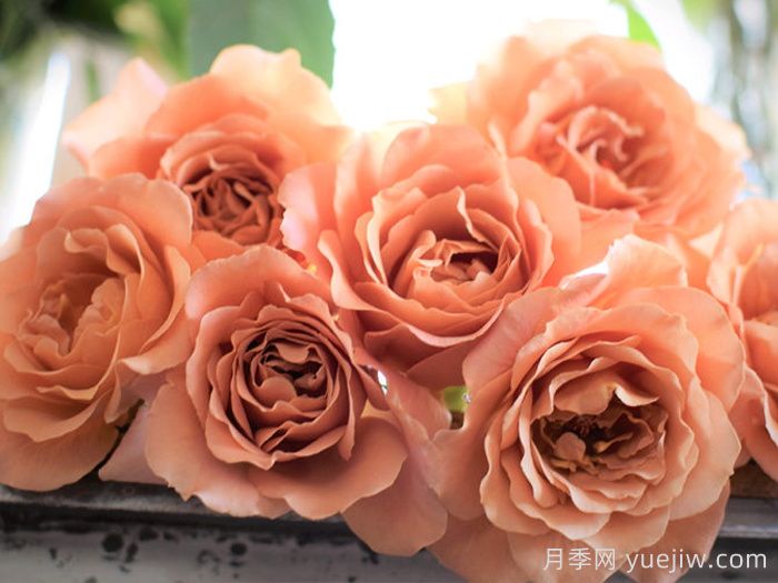 拉芬波特月季/拉菲内波尔特(图3) 拉芬波特月季/拉菲内波尔特(图3)