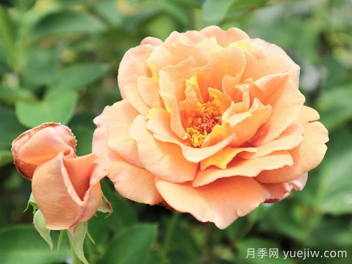 拉芬波特月季/拉菲内波尔特(图2) 拉芬波特月季/拉菲内波尔特(图2)