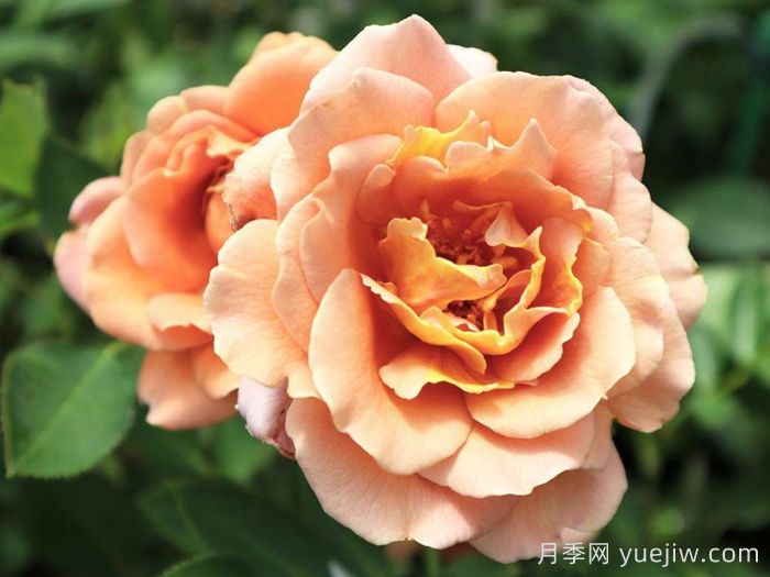 拉芬波特月季/拉菲内波尔特(图1) 拉芬波特月季/拉菲内波尔特(图1)
