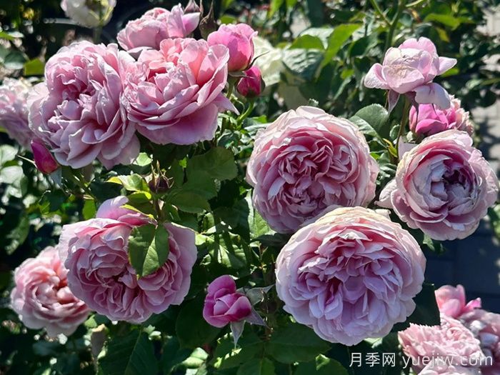 图雅思酒庄月季/图雅斯酒庄(图1)