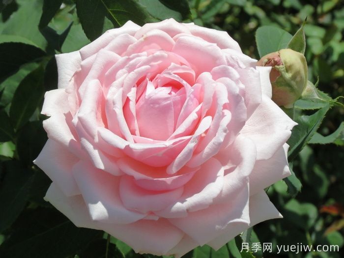 安静月季/恬静/静谧(图1) 安静月季/恬静/静谧(图1)