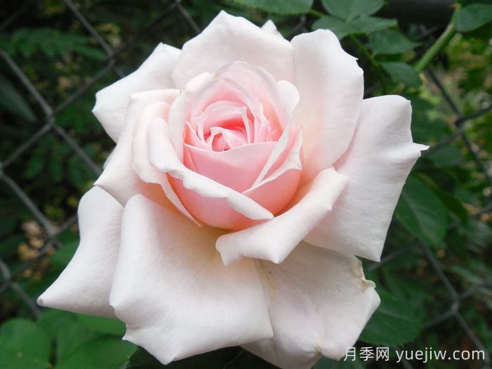 安静月季/恬静/静谧(图2) 安静月季/恬静/静谧(图2)