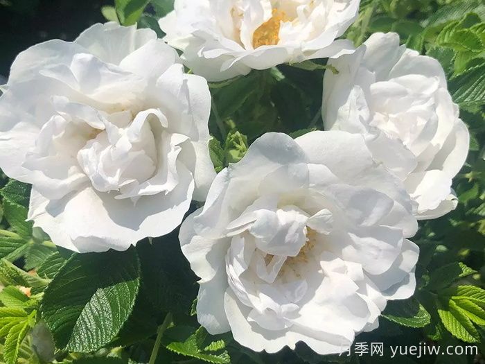 冰雪奇缘月季/冰雪跑者(图1) 冰雪奇缘月季/冰雪跑者(图1)