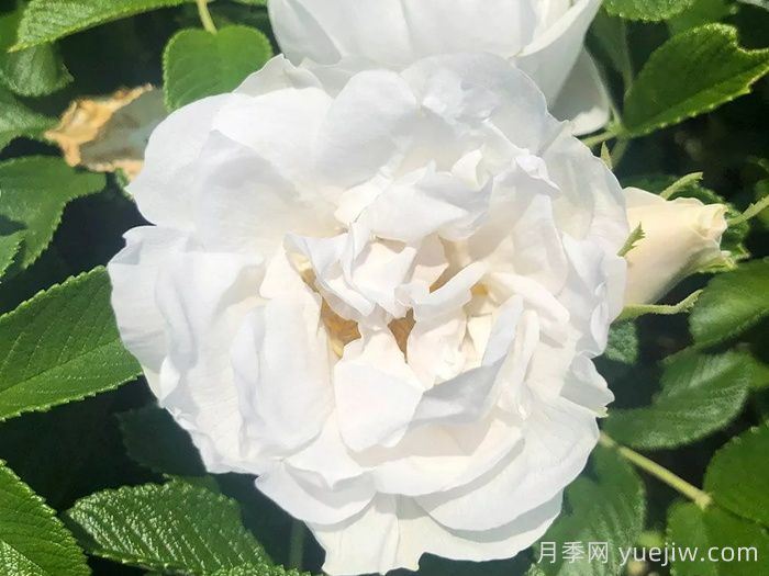 冰雪奇缘月季/冰雪跑者(图2) 冰雪奇缘月季/冰雪跑者(图2)