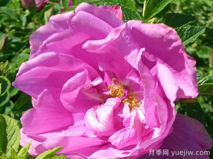 粉红跑者月季(图1) 粉红跑者月季/粉红走鹃(图1)