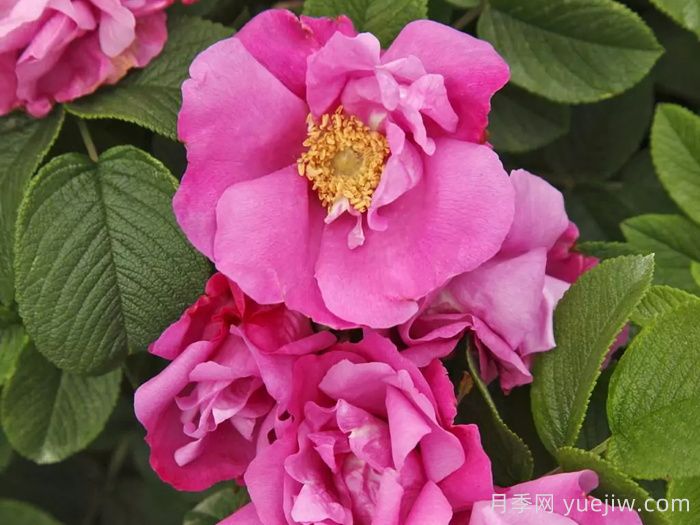 粉红跑者月季(图2) 粉红跑者月季/粉红走鹃(图2)