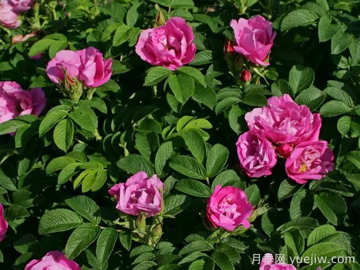粉红跑者月季(图3) 粉红跑者月季/粉红走鹃(图3)