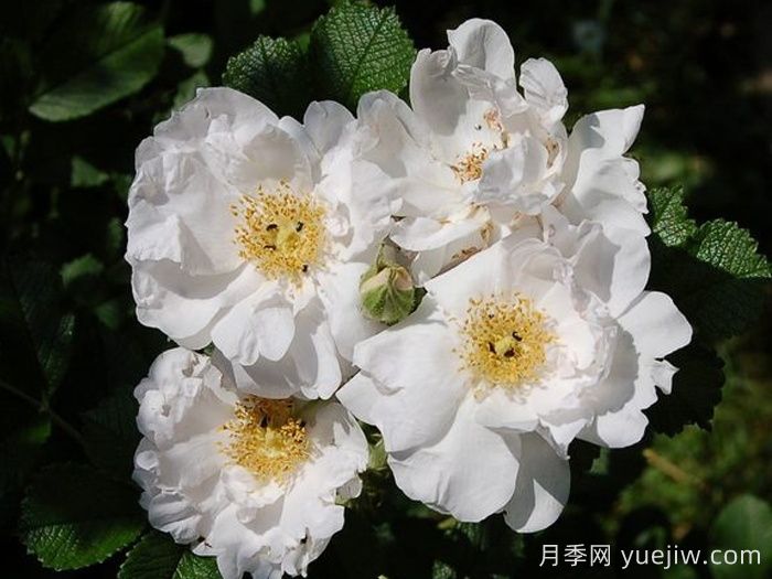 白色跑者(图2) 白色跑者月季(图2)