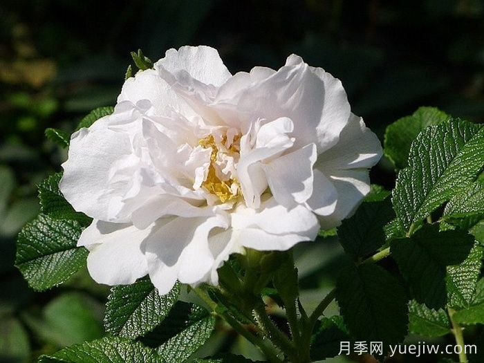 白色跑者(图1) 白色跑者月季(图1)