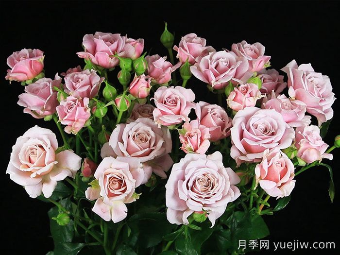 粉红香精月季(图1) 粉红香精月季(图1)