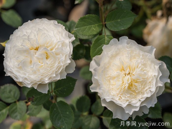 浮光月季(图1) 浮光月季(图2)