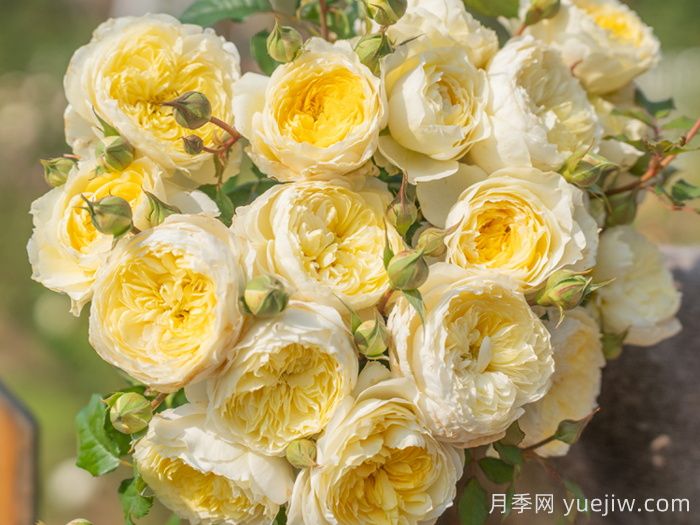 浮光月季(图3) 浮光月季(图4)