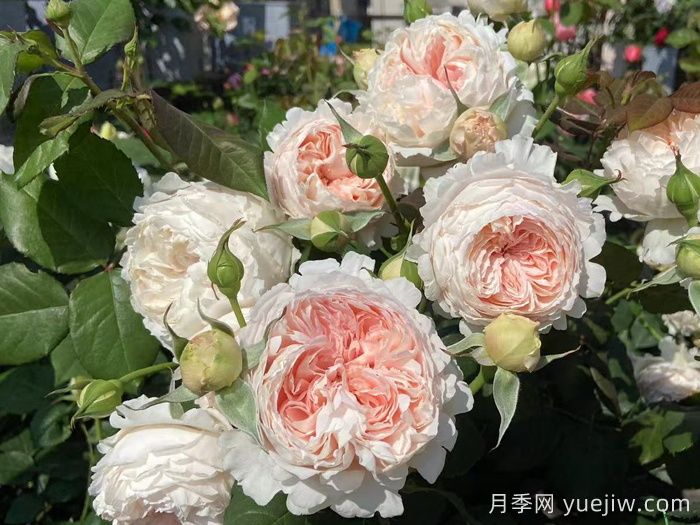 妍姿月季(图3)