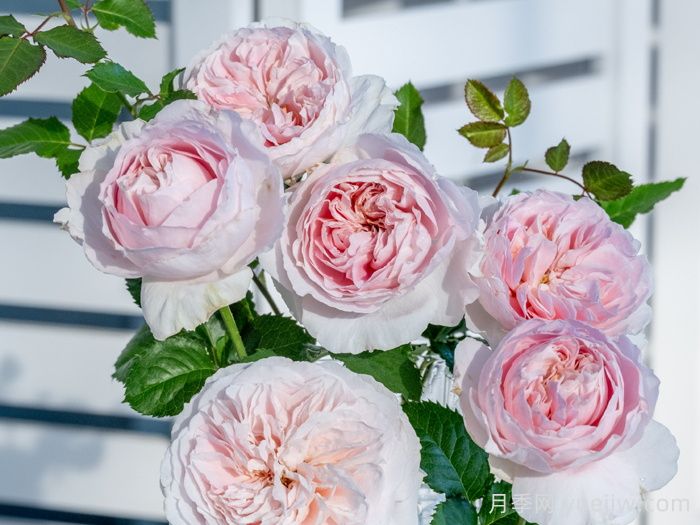 娇云月季(图1) 娇云月季(图1)