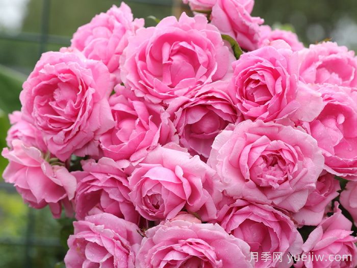 花想容月季(图2)